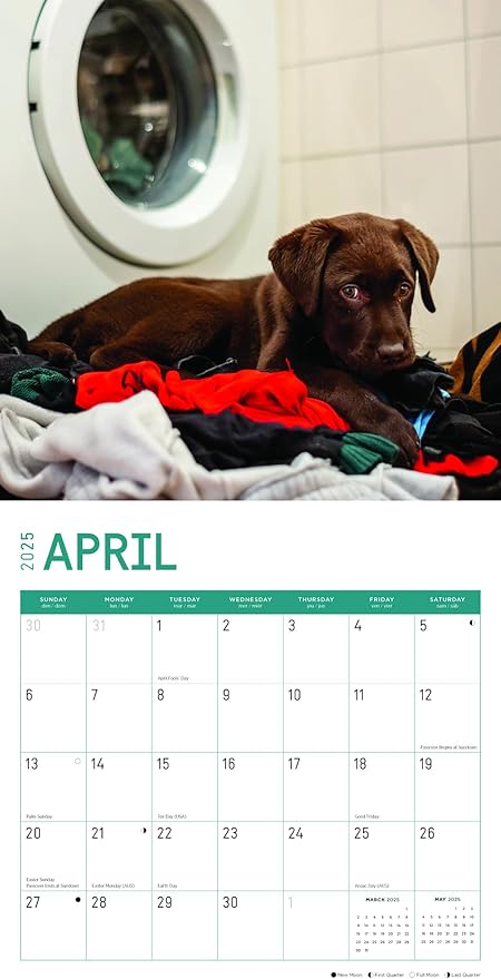 2025 Chocolate Lab Puppies Monthly Wall Calendar by Bright Day, 12 x 12 Inch Cute Dog Breed Gift
