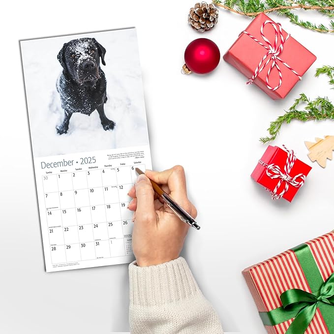RED EMBER Black Labs Mini 2025 Wall Calendar 12 Month | 7" x 14" Open | Thick & Sturdy Paper | Giftable | Calendar 2025