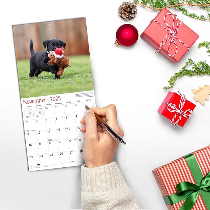 RED EMBER Black Lab Puppies Mini 2025 Wall Calendar 12 Month | 7" x 14" Open | Thick & Sturdy Paper | Giftable | Calendar 2025