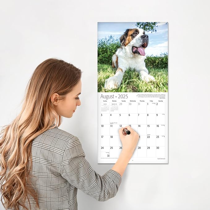 RED EMBER Saint Bernards 2025 Wall Calendar 12 Month | 12" x 24" Open | Thick & Sturdy Paper | Giftable | Calendar 2025