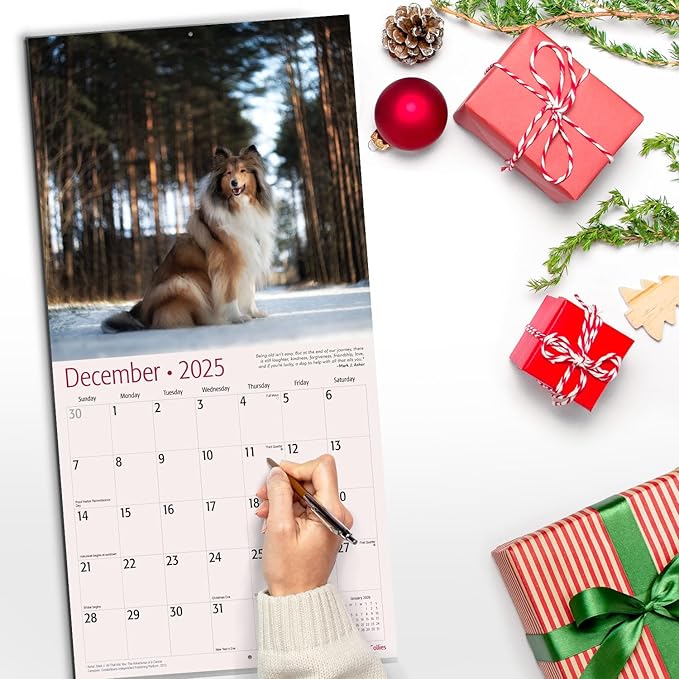 RED EMBER Collies 2025 Wall Calendar 12 Month | 12" x 24" Open | Thick & Sturdy Paper | Giftable | Calendar 2025