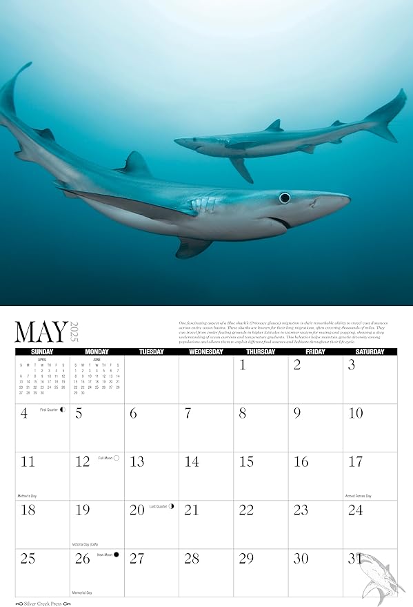 2025 Sharks Wall Calendar