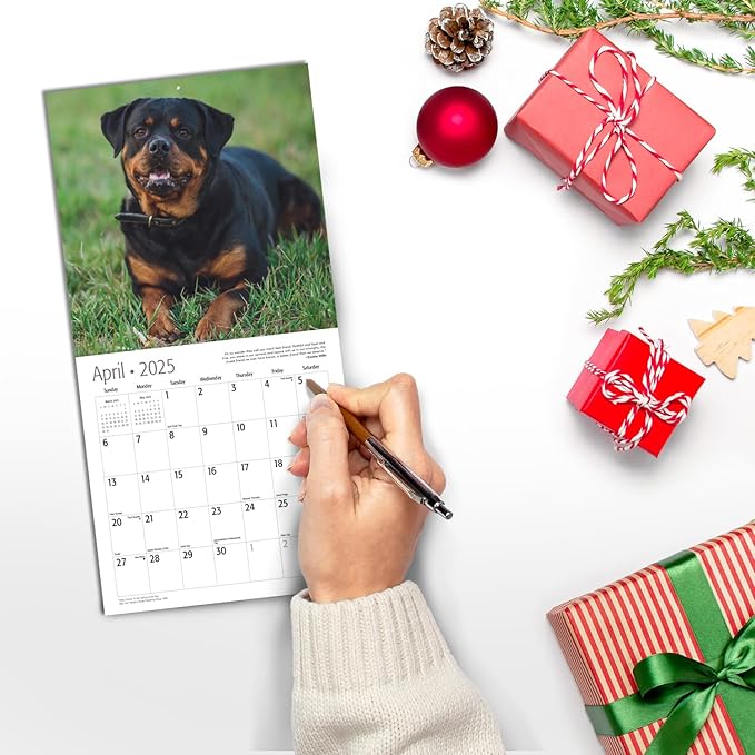 RED EMBER Rottweilers Mini 2025 Wall Calendar 12 Month | 7" x 14" Open | Thick & Sturdy Paper | Giftable | Calendar 2025