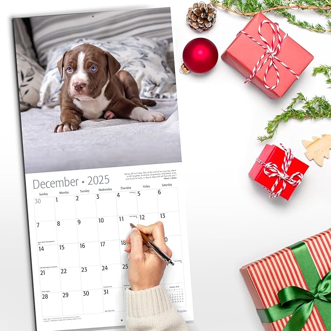 RED EMBER Pit Bull Puppies 2025 Wall Calendar 12 Month | 12" x 24" Open | Thick & Sturdy Paper | Giftable | Calendar 2025