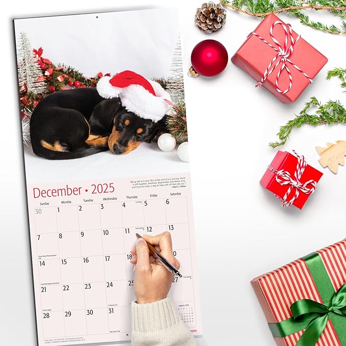 RED EMBER Select - Dachshund Puppies 2025 Wall Calendar 12 Month | 12" x 24" Open | Thick & Sturdy Paper | Giftable | Calendar 2025