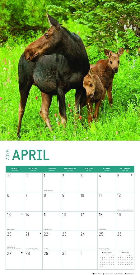 2025 Moose Monthly Wall Calendar by Bright Day, 12 x 12 Inch Cute Nature Photography Gift
