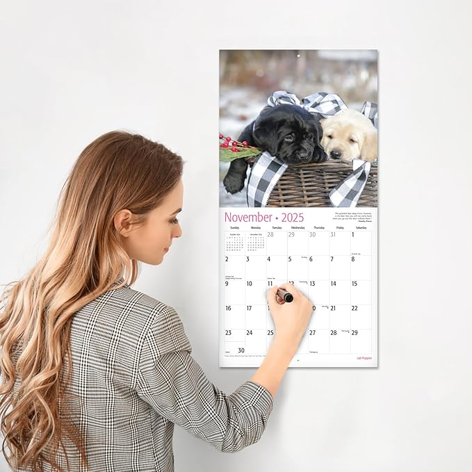 RED EMBER Lab Puppies 2025 Wall Calendar 12 Month | 12" x 24" Open | Thick & Sturdy Paper | Giftable | Calendar 2025