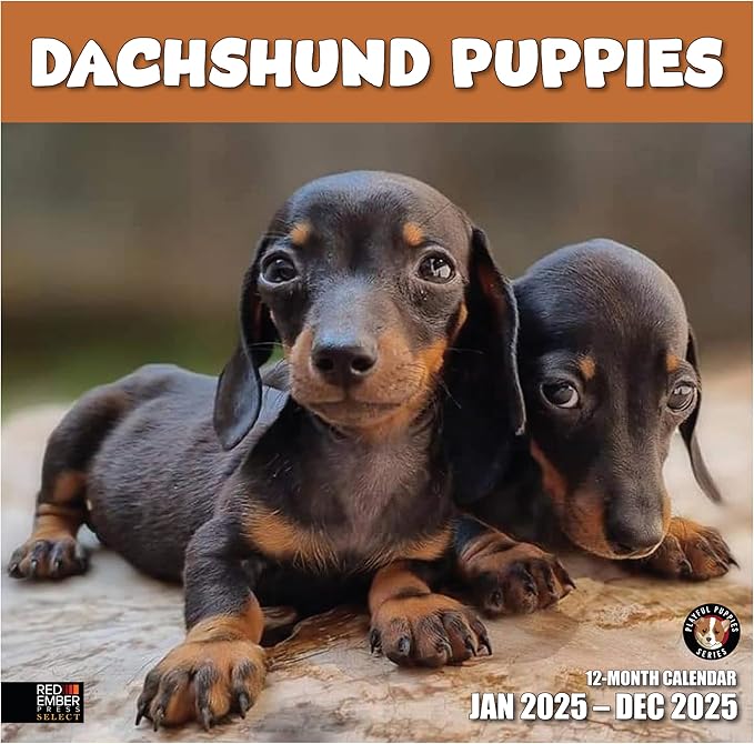 RED EMBER Select - Dachshund Puppies 2025 Wall Calendar 12 Month | 12" x 24" Open | Thick & Sturdy Paper | Giftable | Calendar 2025