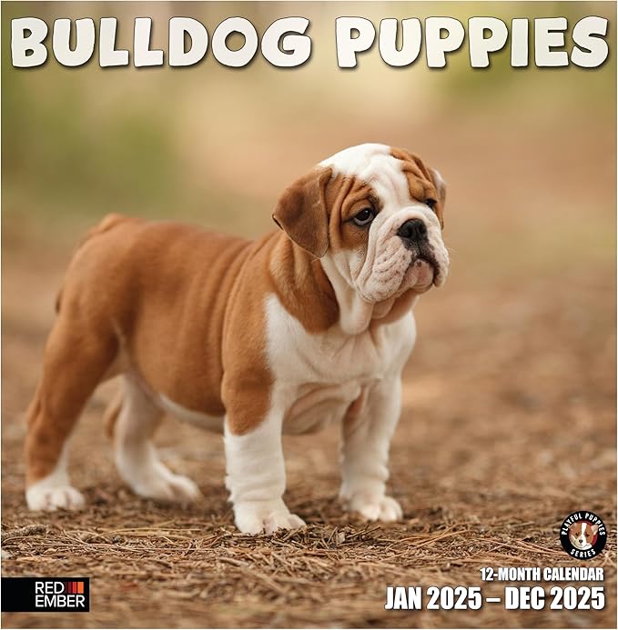 RED EMBER Bulldog Puppies 2025 Wall Calendar 12 Month | 12" x 24" Open | Thick & Sturdy Paper | Giftable | Calendar 2025