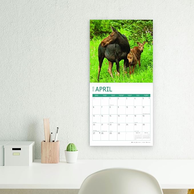2025 Moose Monthly Wall Calendar by Bright Day, 12 x 12 Inch Cute Nature Photography Gift