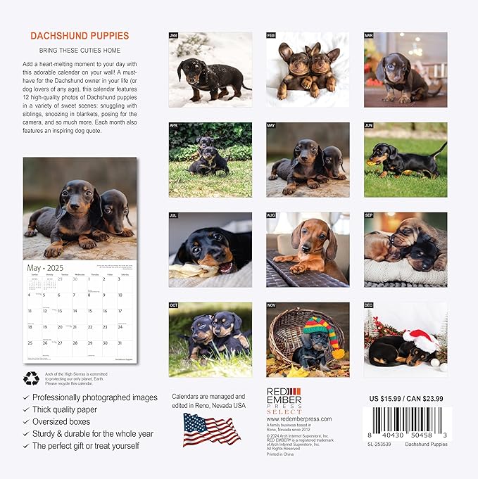 RED EMBER Select - Dachshund Puppies 2025 Wall Calendar 12 Month | 12" x 24" Open | Thick & Sturdy Paper | Giftable | Calendar 2025