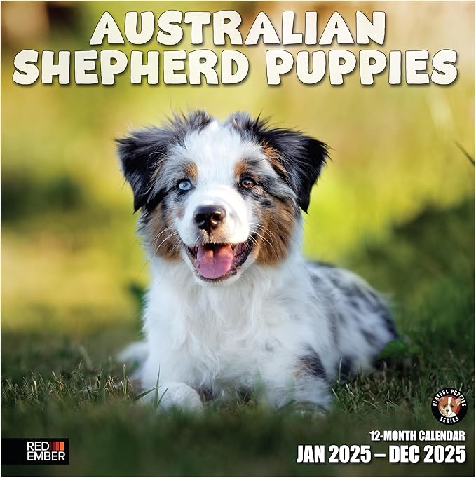 RED EMBER Australian Shepherd Puppies 2025 Wall Calendar 12 Month | 12" x 24" Open | Thick & Sturdy Paper | Giftable | Calendar 2025