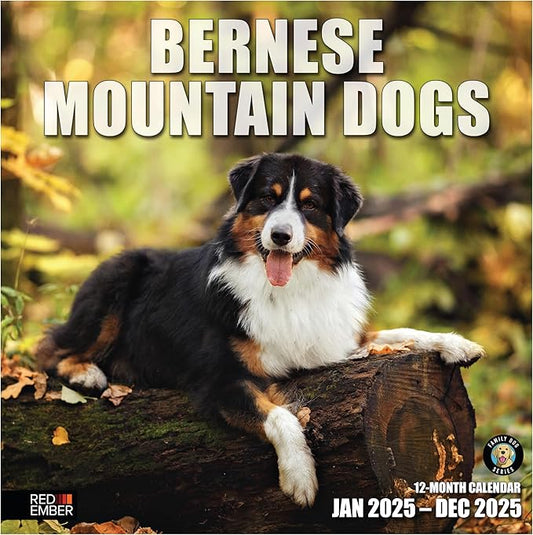 RED EMBER Bernese Mountain Dogs 2025 Wall Calendar 12 Month | 12" x 24" Open | Thick & Sturdy Paper | Giftable | Calendar 2025