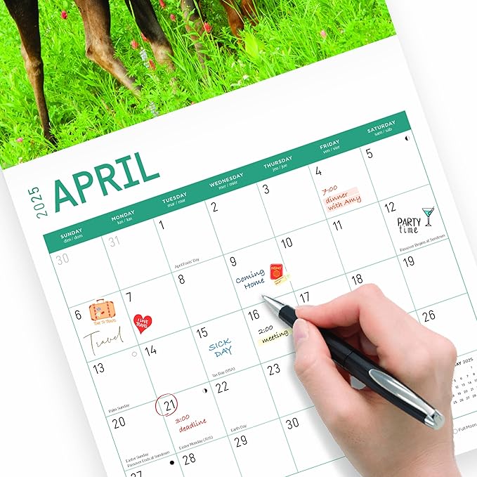 2025 Moose Monthly Wall Calendar by Bright Day, 12 x 12 Inch Cute Nature Photography Gift