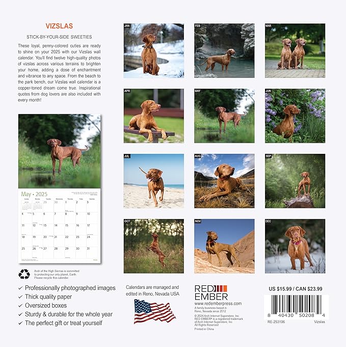 RED EMBER Vizslas 2025 Wall Calendar 12 Month | 12" x 24" Open | Thick & Sturdy Paper | Giftable | Calendar 2025