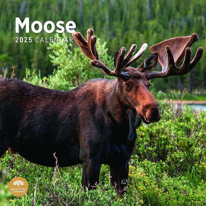 2025 Moose Monthly Wall Calendar by Bright Day, 12 x 12 Inch Cute Nature Photography Gift