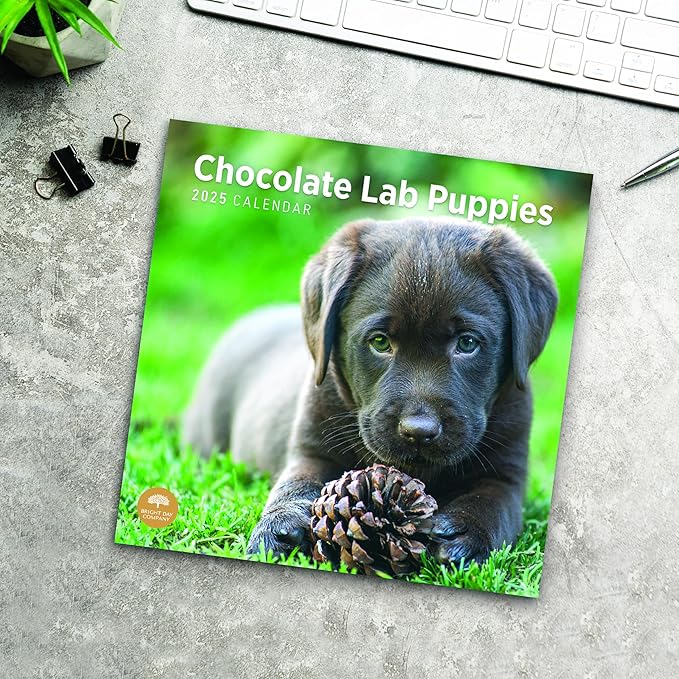 2025 Chocolate Lab Puppies Monthly Wall Calendar by Bright Day, 12 x 12 Inch Cute Dog Breed Gift