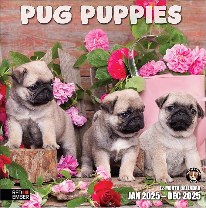 RED EMBER Pug Puppies 2025 Wall Calendar 12 Month | 12" x 24" Open | Thick & Sturdy Paper | Giftable | Calendar 2025