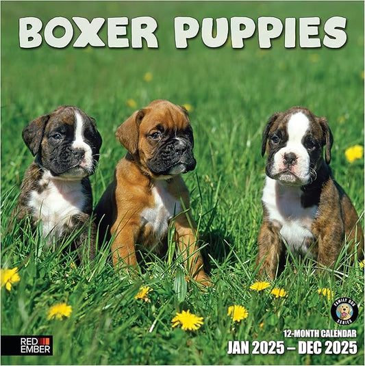 RED EMBER Boxer Puppies 2025 Wall Calendar 12 Month | 12" x 24" Open | Thick & Sturdy Paper | Giftable | Calendar 2025