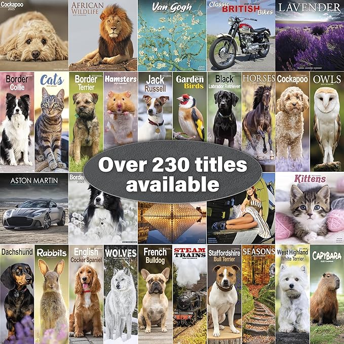 2025 Ferrets Wall Calendar, 12X12, Avonside Publishing