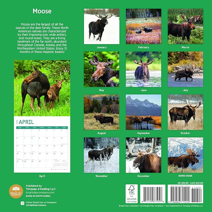 2025 Moose Monthly Wall Calendar by Bright Day, 12 x 12 Inch Cute Nature Photography Gift