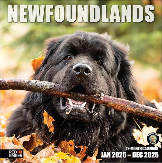 RED EMBER Newfoundlands 2025 Wall Calendar 12 Month | 12" x 24" Open | Thick & Sturdy Paper | Giftable | Calendar 2025