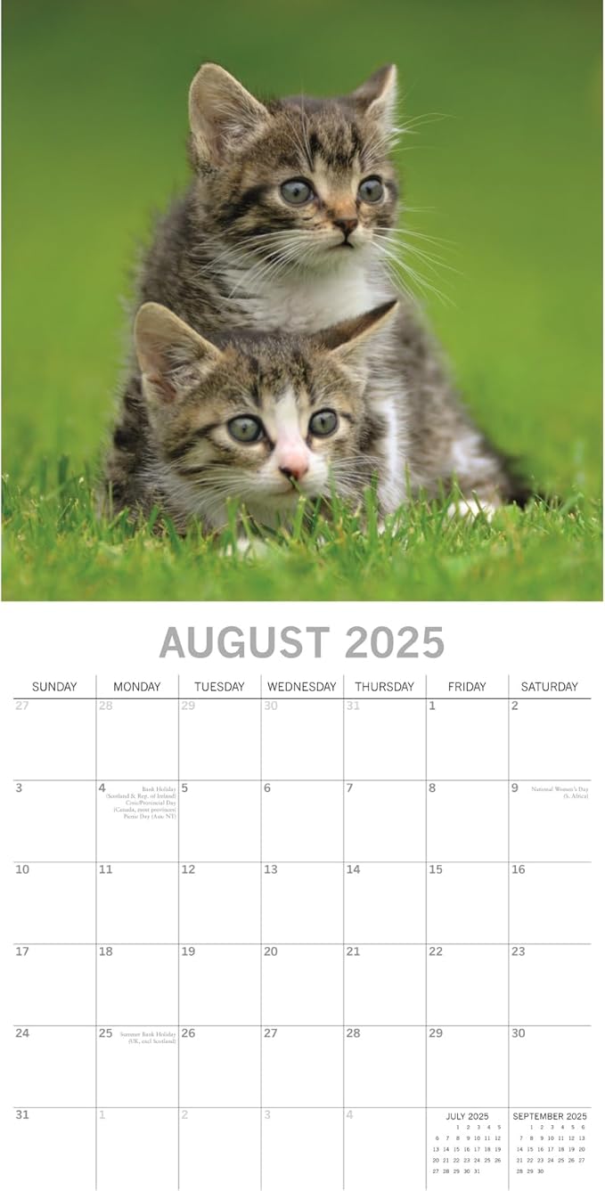 The Gifted Stationary 2025 Square Wall Calendar, Cats & Kittens, 16-Month Animals Theme Hanging Calendar with 180 Reminder Stickers, Month Planner for Home, or Creative Spaces, 12x12 In