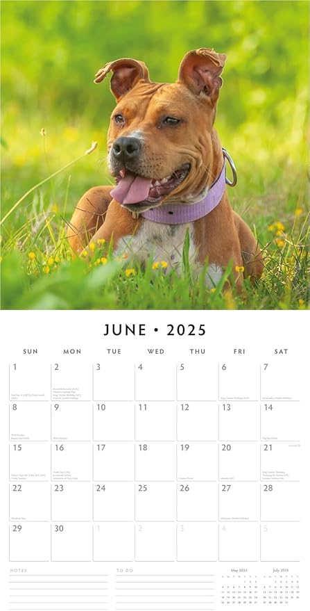Red Robin 2025 American Staffordshire Terriers Monthly Wall Calendar | 12" x 24" Open | Premium Thick & Sturdy Paper | Hangable 12 Month Calendar | Plastic Free | 4 Month Transition Page for 2024