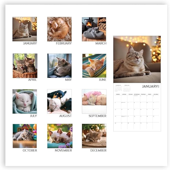 Cat Calendar 2025 with Sticker Pack, Kitten Square Large Wall Calendar 12 x 12 inch, Yearly Cat Lover's Calendar and Sticker Set