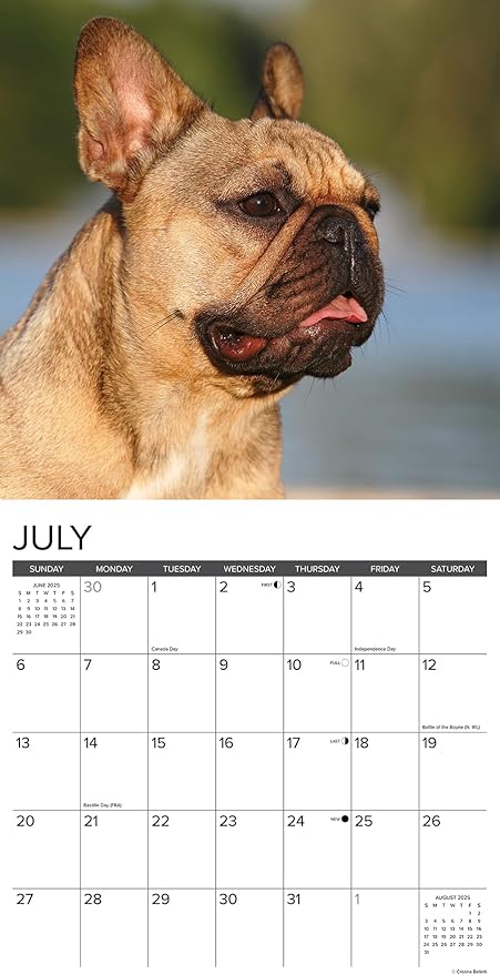 Willow Creek Press French Bulldogs Monthly 2025 Wall Calendar (12" x 12")