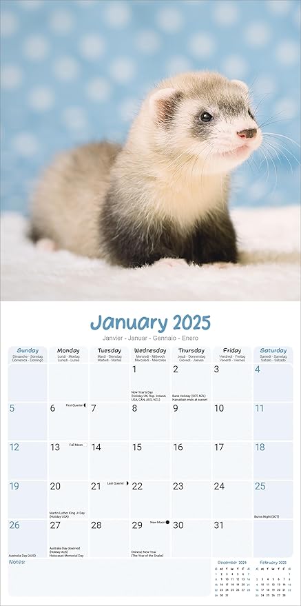 2025 Ferrets Wall Calendar, 12X12, Avonside Publishing