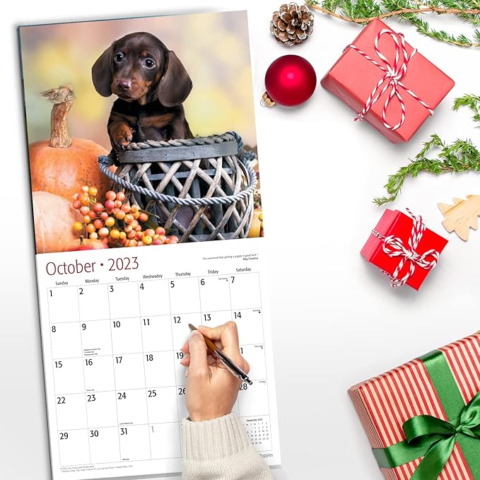 RED EMBER Dachshunds Puppies 2023 Hangable Monthly Wall Calendar | 12" x 24" Open | Thick & Sturdy Paper | Giftable | Cute Dog Puppy | Pretty Puppies