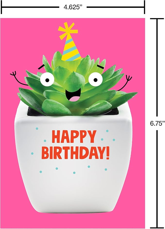 Recycled Paper Greetings 30-Count Funny Birthday Card Assortment with Envelopes, Seals, and Storage Box by Vicky Barone