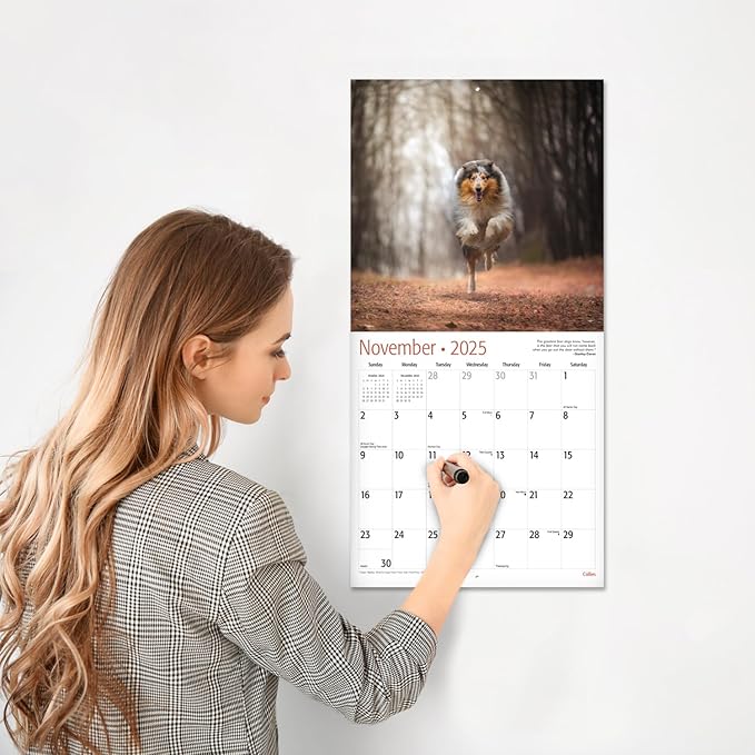 RED EMBER Collies 2025 Wall Calendar 12 Month | 12" x 24" Open | Thick & Sturdy Paper | Giftable | Calendar 2025