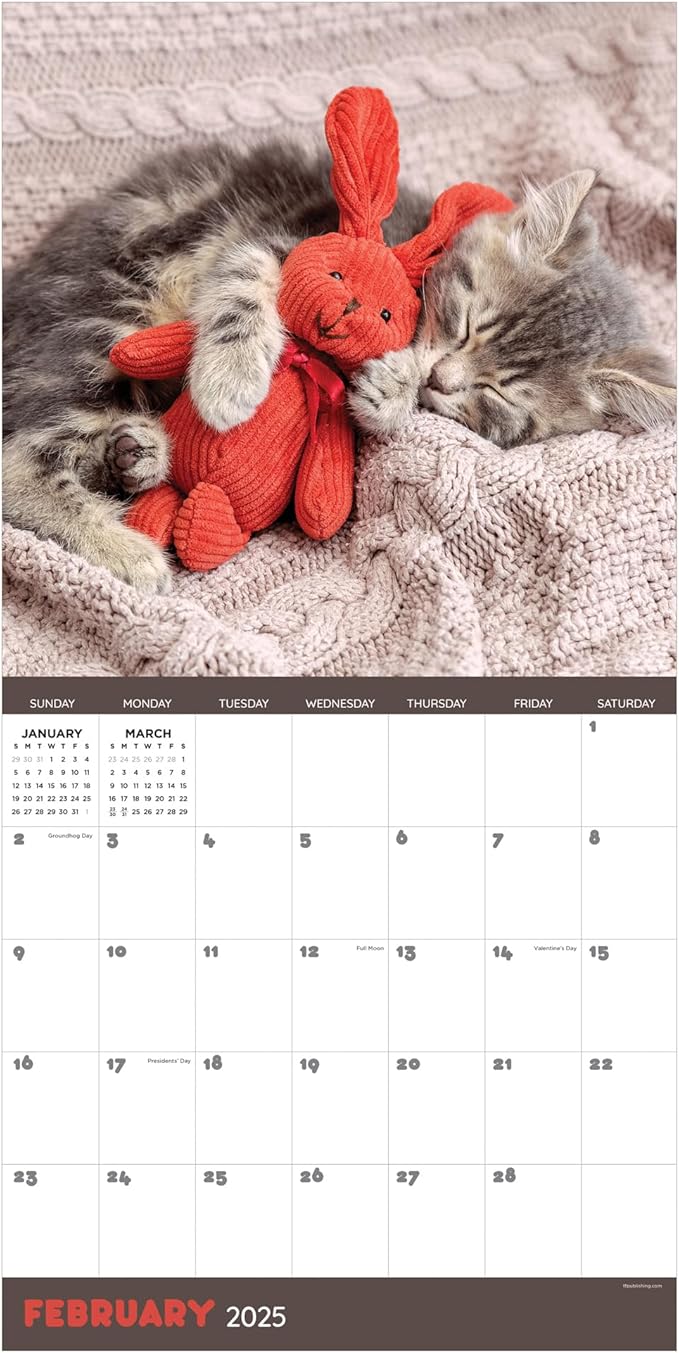 TF PUBLISHING 2025 Cat Dreams Wall Calendar Case of 48 - Large Grids for Appointments and Scheduling - Vertical Monthly Wall Calendar - Home and Office Organization - Premium Gloss Paper - 12"x12”