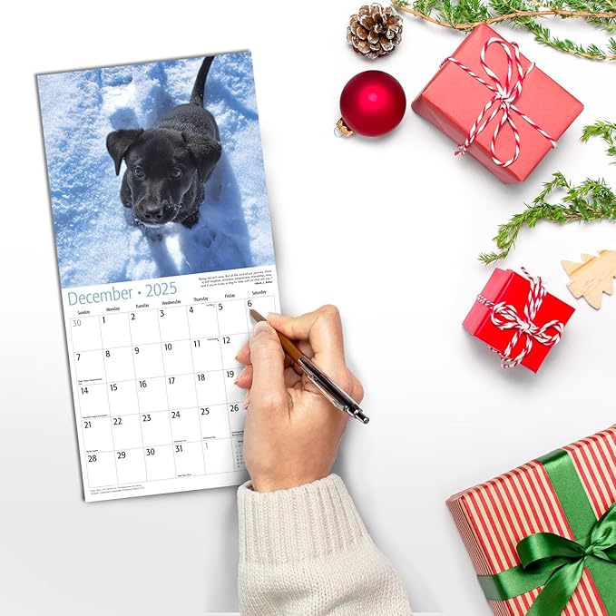RED EMBER Lab Puppies Mini 2025 Wall Calendar 12 Month | 7" x 14" Open | Thick & Sturdy Paper | Giftable | Calendar 2025