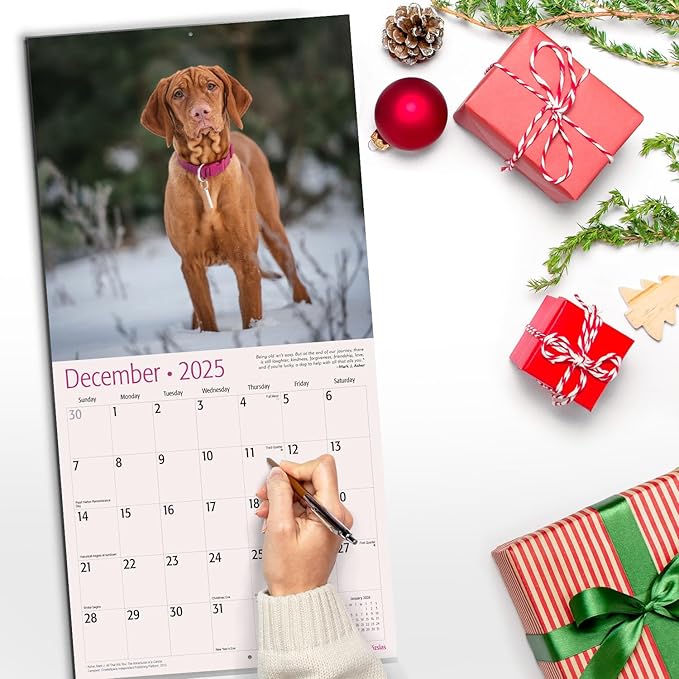 RED EMBER Vizslas 2025 Wall Calendar 12 Month | 12" x 24" Open | Thick & Sturdy Paper | Giftable | Calendar 2025