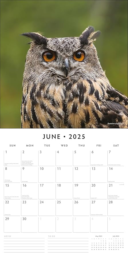 Red Robin 2025 Owls Monthly Wall Calendar | 12" x 24" Open | Premium Thick & Sturdy Paper | Hangable 12 Month Calendar | Plastic Free | 4 Month Transition Page for 2024