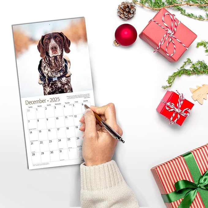 RED EMBER German Shorthaired Pointers Mini 2025 Wall Calendar 12 Month | 7" x 14" Open | Thick & Sturdy Paper | Giftable | Calendar 2025