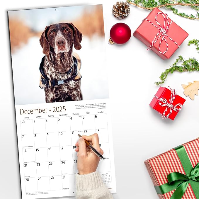 RED EMBER German Shorthaired Pointers 2025 Wall Calendar 12 Month | 12" x 24" Open | Thick & Sturdy Paper | Giftable | Calendar 2025
