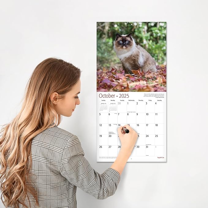RED EMBER Ragdoll Cats 2025 Wall Calendar 12 Month | 12" x 24" Open | Thick & Sturdy Paper | Giftable | Calendar 2025