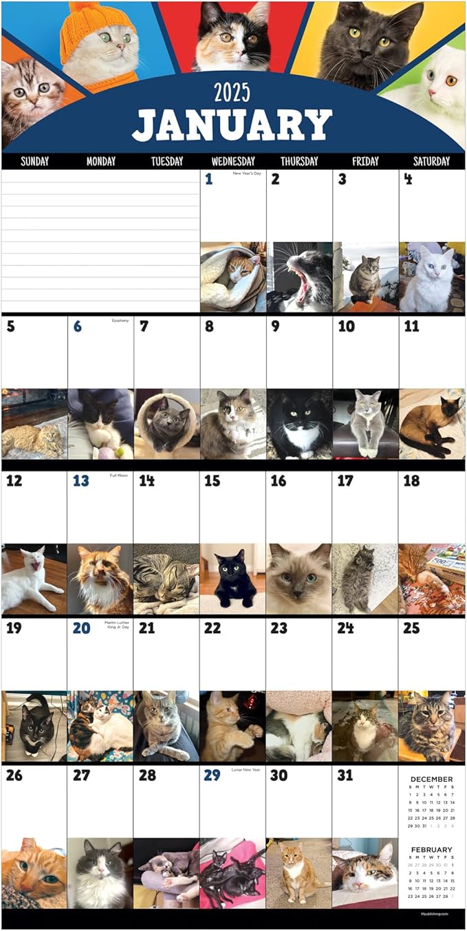 TF PUBLISHING 2025 Cat-A-Day Wall Calendar Case of 48 - Large Grids for Appointments and Scheduling - Vertical Monthly Wall Calendar 2025 - Home and Office Organization - Premium Gloss Paper - 12"x12”