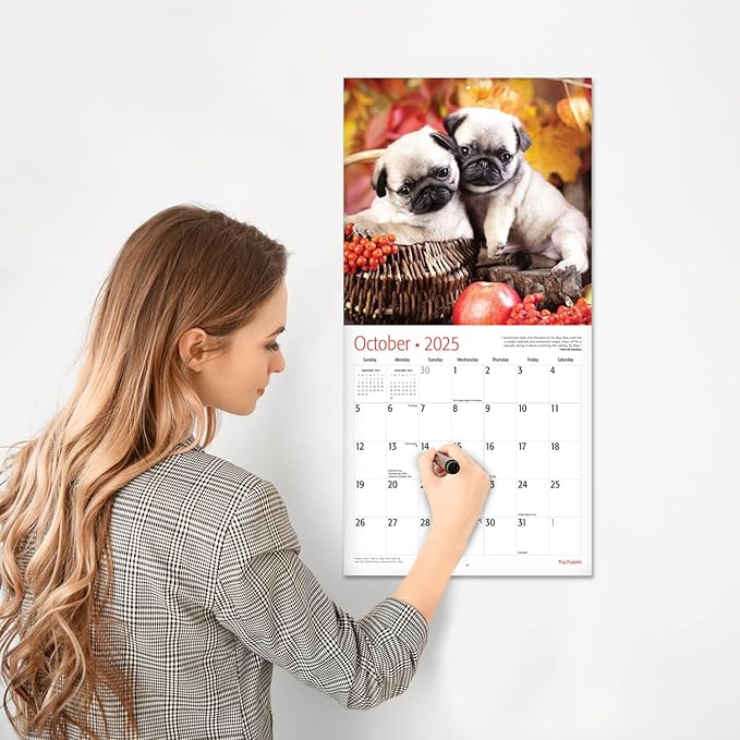 RED EMBER Pug Puppies 2025 Wall Calendar 12 Month | 12" x 24" Open | Thick & Sturdy Paper | Giftable | Calendar 2025