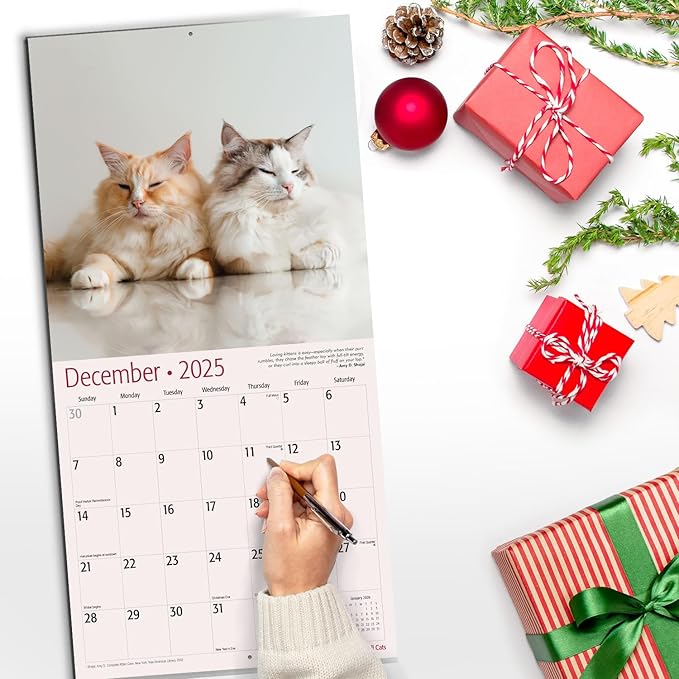 RED EMBER Ragdoll Cats 2025 Wall Calendar 12 Month | 12" x 24" Open | Thick & Sturdy Paper | Giftable | Calendar 2025