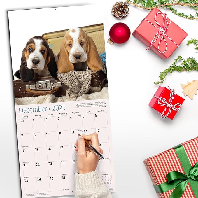 RED EMBER Basset Hound Puppies 2025 Wall Calendar 12 Month | 12" x 24" Open | Thick & Sturdy Paper | Giftable | Calendar 2025