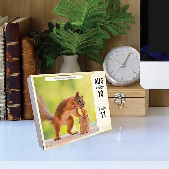 Willow Creek Press Gettin' Squirrelly Daily 2024 Box/Desk Calendar (5.86" x 4.72")