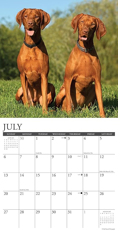 Willow Creek Press Vizslas Monthly 2025 Wall Calendar (12" x 12")