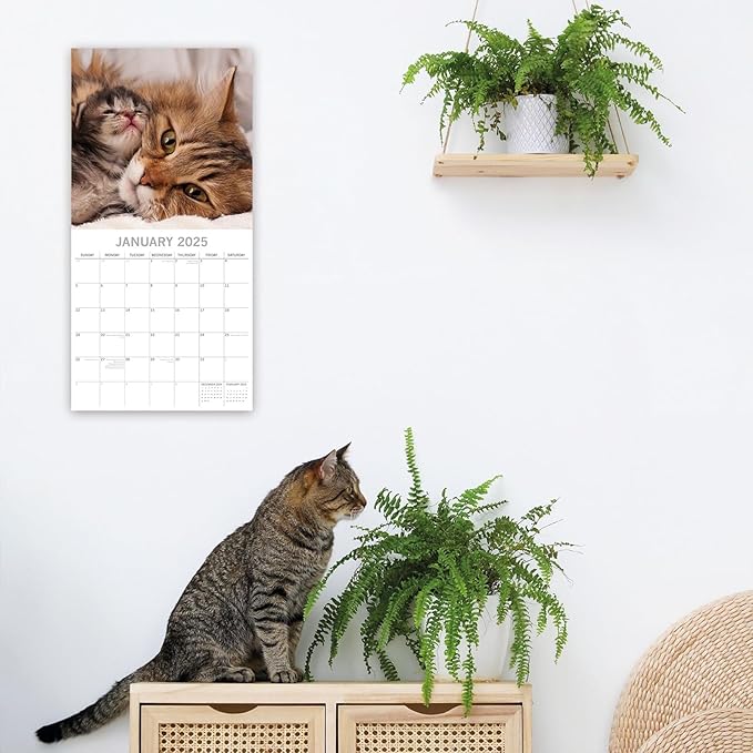 The Gifted Stationary 2025 Square Wall Calendar, Cats & Kittens, 16-Month Animals Theme Hanging Calendar with 180 Reminder Stickers, Month Planner for Home, or Creative Spaces, 12x12 In