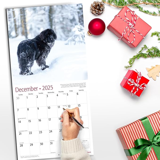 RED EMBER Newfoundlands 2025 Wall Calendar 12 Month | 12" x 24" Open | Thick & Sturdy Paper | Giftable | Calendar 2025