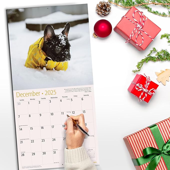 RED EMBER French Bulldog Puppies 2025 Wall Calendar 12 Month | 12" x 24" Open | Thick & Sturdy Paper | Giftable | Calendar 2025